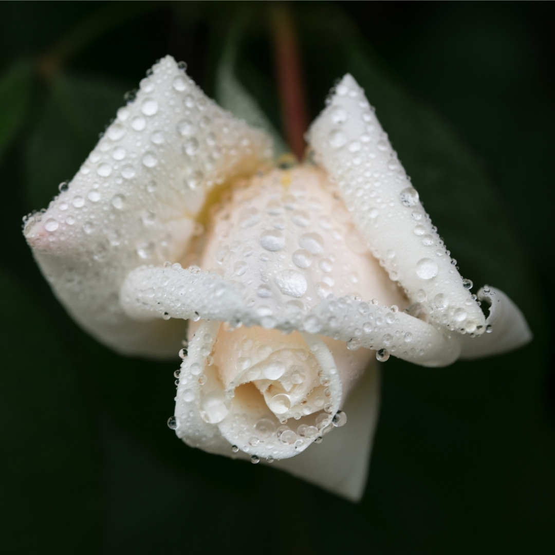 Understanding the Different Types of Grief and Their Impact - Image 4